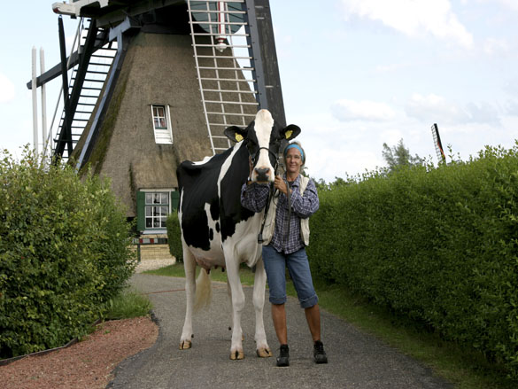 Bons Holsteins  Koba, 2010.JPG (103 KB)