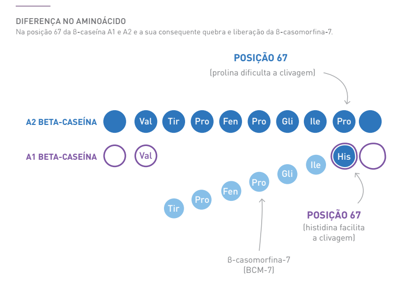 diferença no aminoácido.png (53 KB)