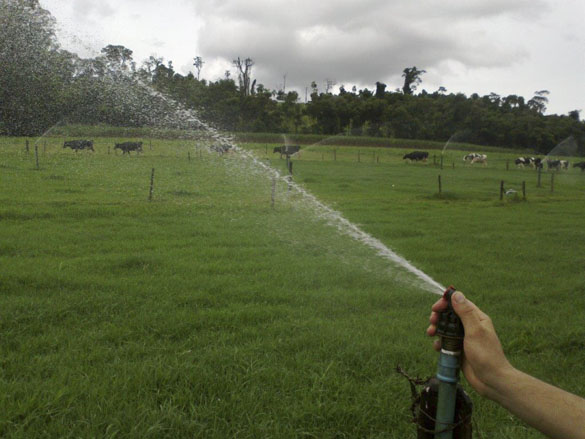5 Irrigac?a?o Tifton 85.jpg (80 KB)