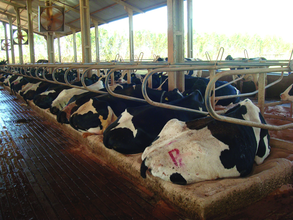 A Fazenda (11)-4.jpg (1.03 MB)