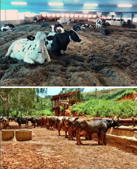 compost barn em t&uacute;nel de vento2.PNG (730 KB)