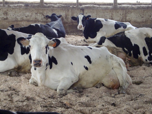 Compost Bedded Pack Barns 2.jpg (250 KB)