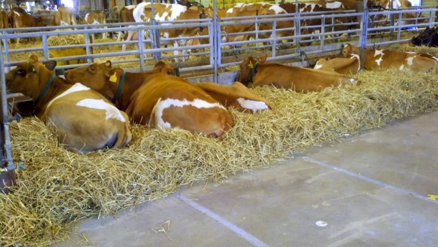cow 3.jpg (245 KB)