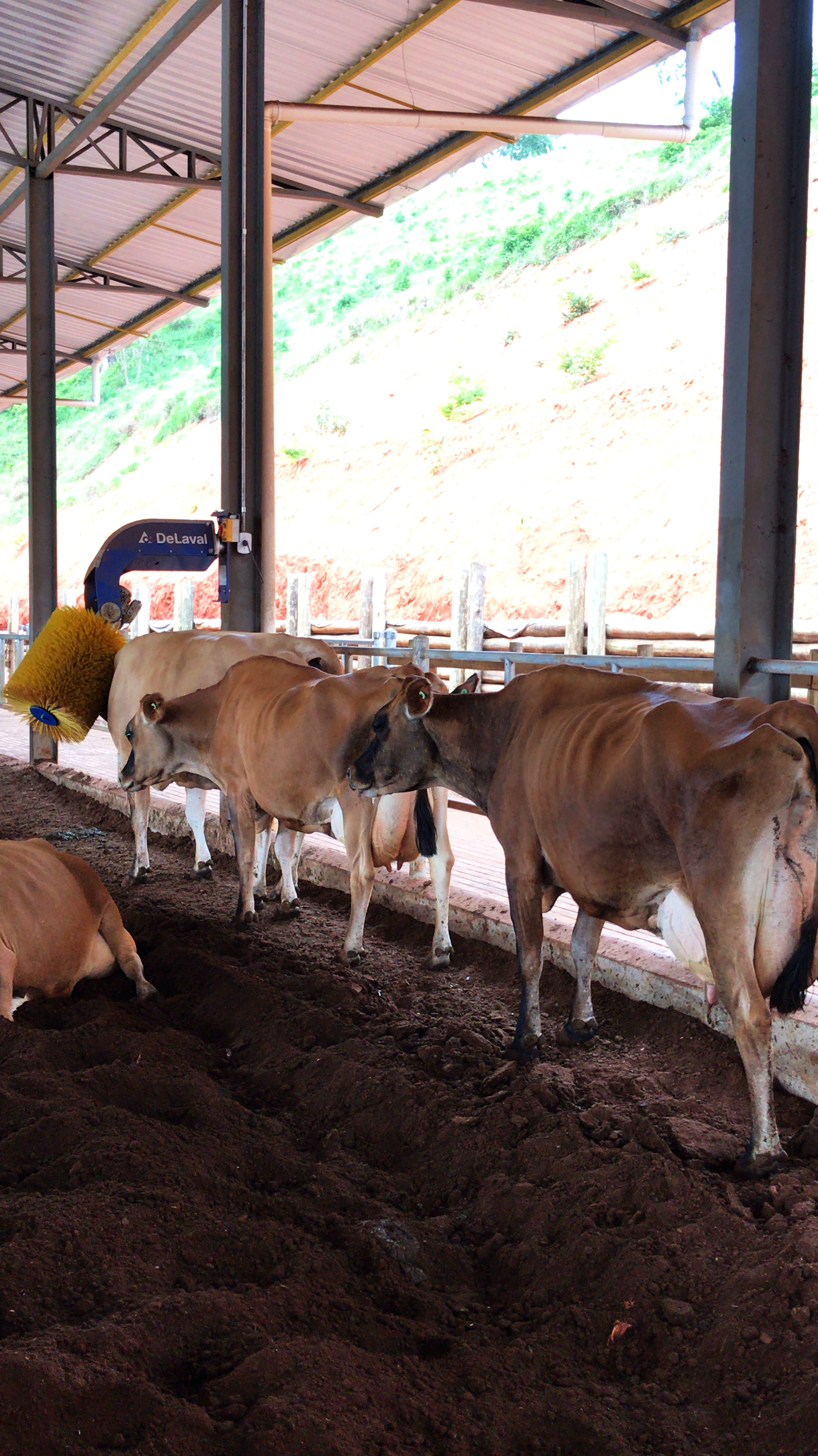 cowbrush delava.jpg (4.33 MB)