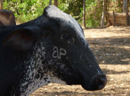 fazenda3.PNG (361 KB)