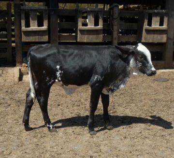 fazenda4.PNG (272 KB)
