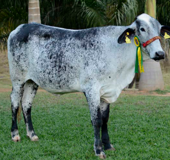 fazenda5.PNG (289 KB)