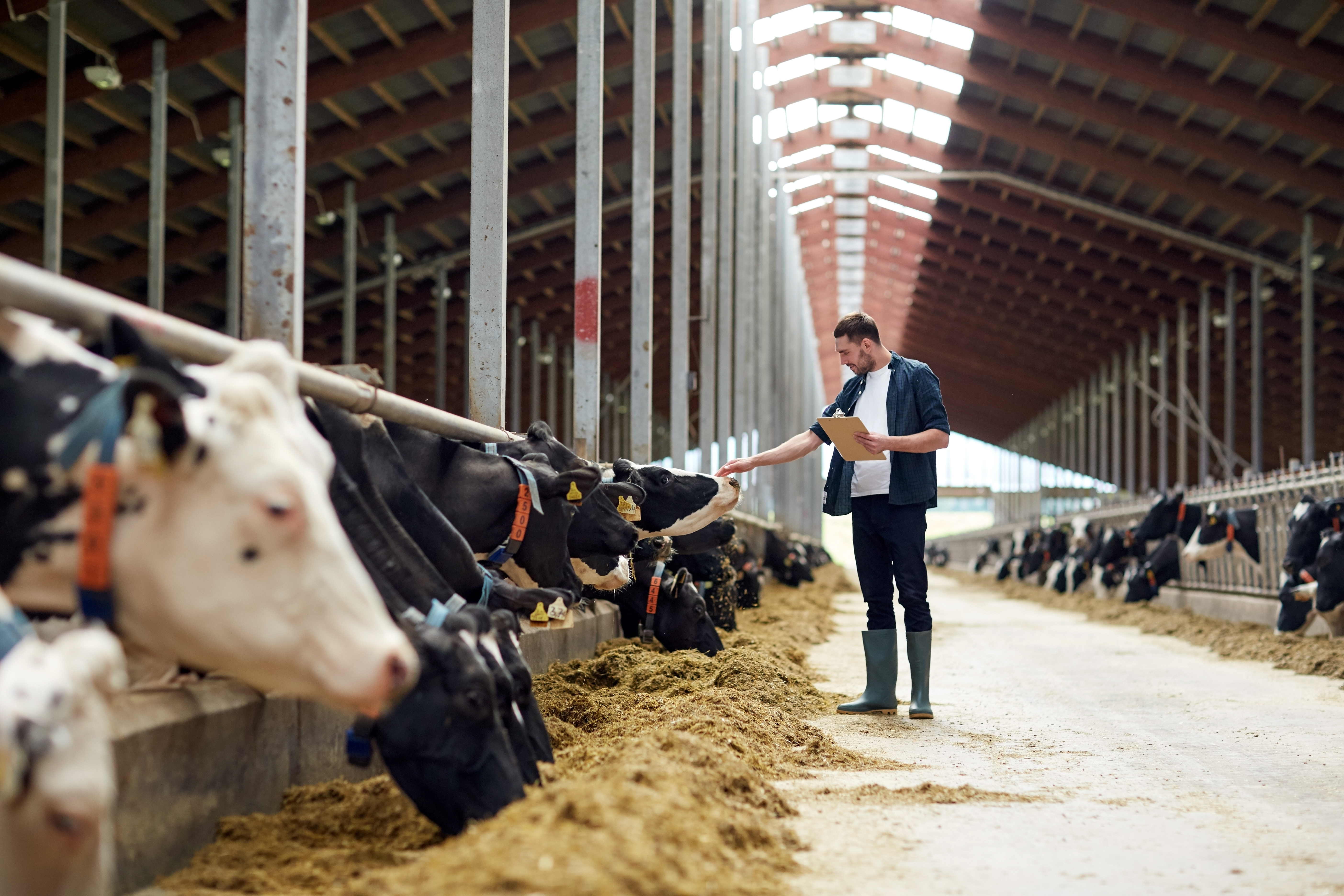 fazendeiro com prancheta na fazenda com vacas na cocheira.jpeg (5.92 MB)