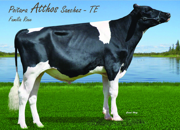 Foto03_Atthos.jpg (959 KB)