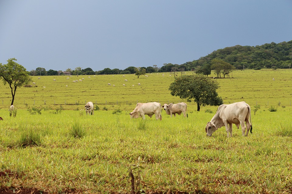 gado_matogrossodosul_fazenda_agronegocio_pixabay.jpg (224 KB)