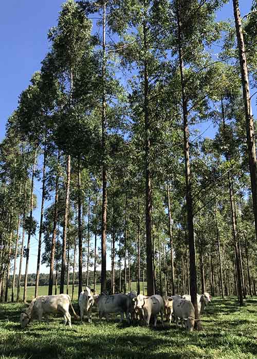 gadopastofloresta_embrapa2.jpg (131 KB)