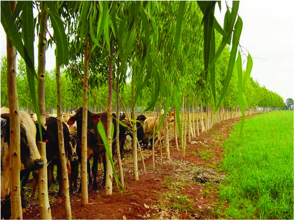 iLPF vacas.jpg (740 KB)