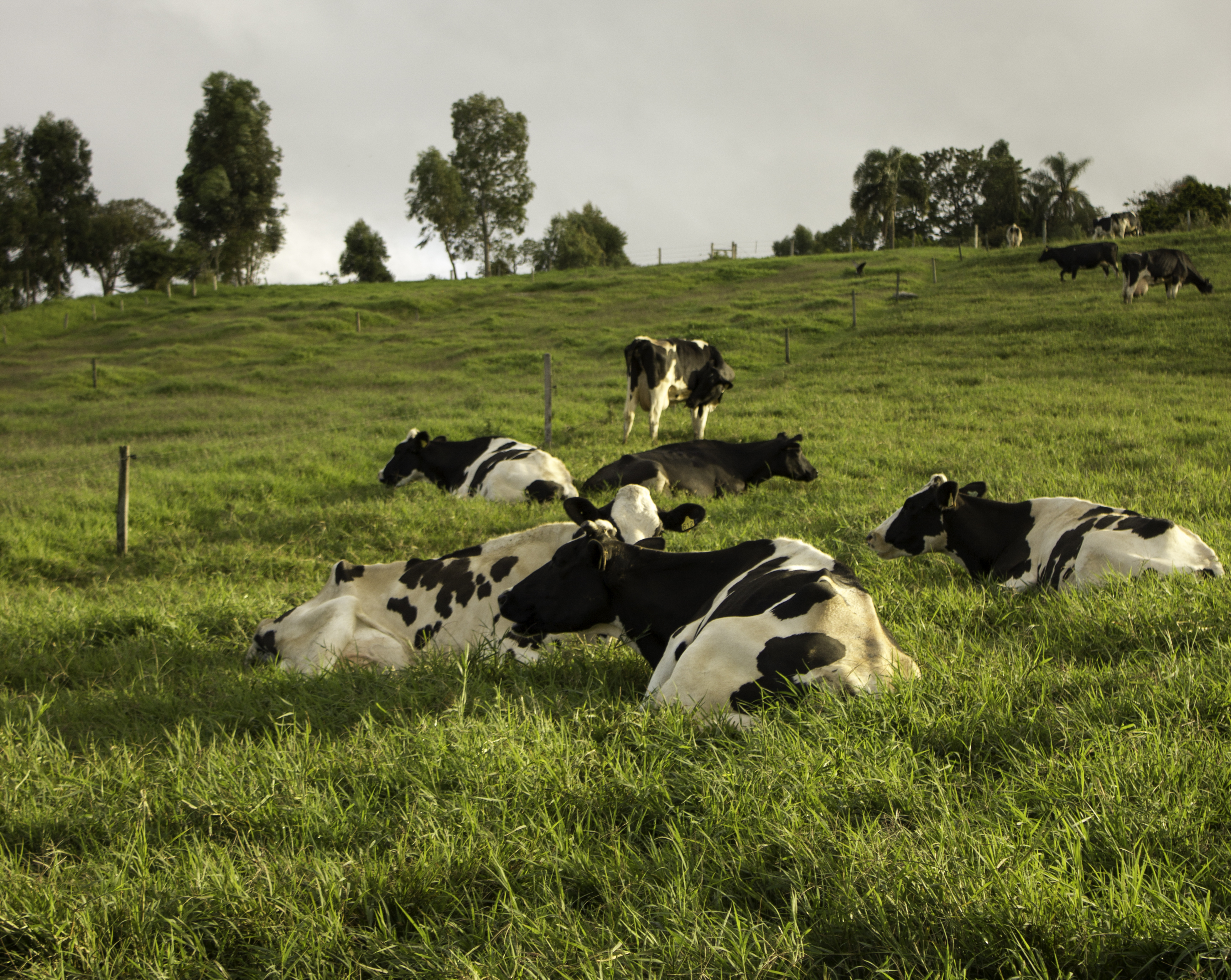 milkpoint-116.jpg (6.33 MB)
