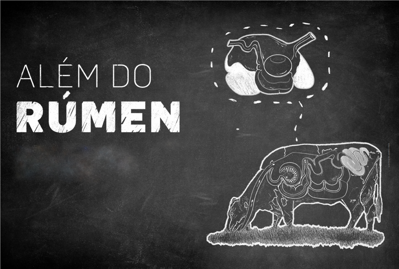 rumen.jpg (766 KB)