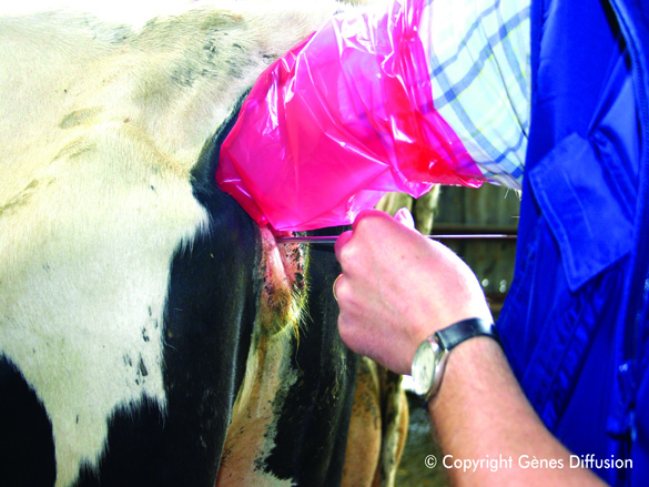 technique-insemination-bovine-gros-plan.jpg (731 KB)