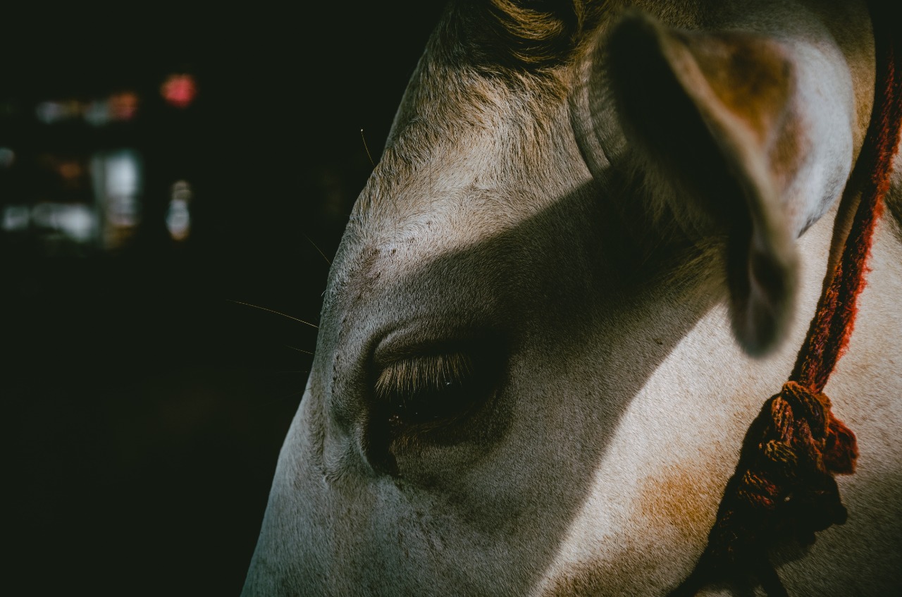 vaca-tristeza-shutterstock.jpeg (239 KB)