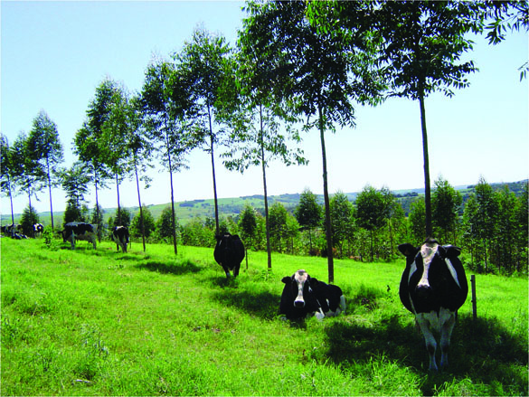 Vacas fundo.jpg (772 KB)