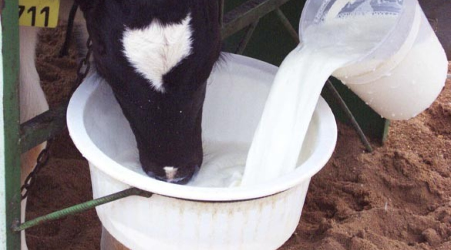 Pasteurização do leite de descarte: Como alcançar a máxima eficiência