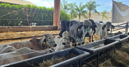 Casa do Girolando será inaugurada durante a 89ª ExpoZebu