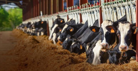Tecnologias nutricionais promovem rentabilidade e produção sustentável