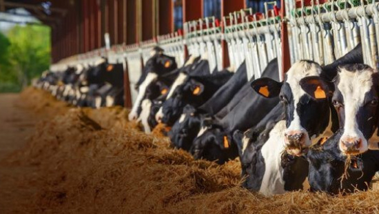 Tecnologias nutricionais promovem rentabilidade e produção sustentável
