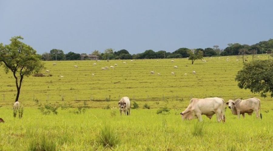 IBGE divulga informações do Censo Agro 2017: veja raio X do setor no Brasil
