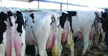 Producers Dairy