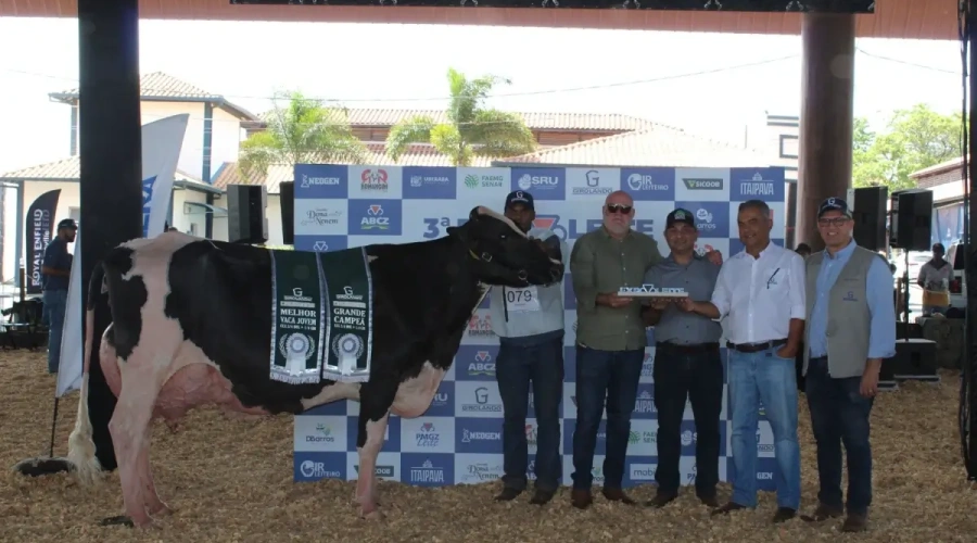 Vaca Girolando recordista mundial faz nova conquista rara