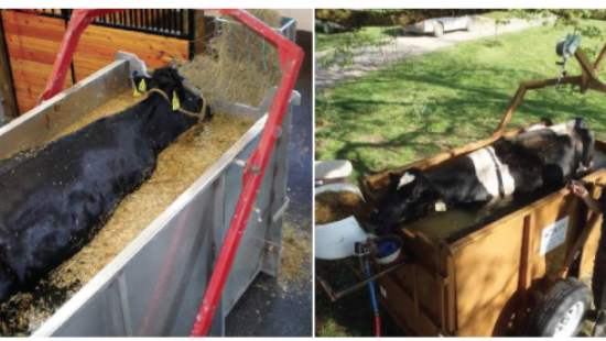 Terapia de flutuação para vacas em decúbito