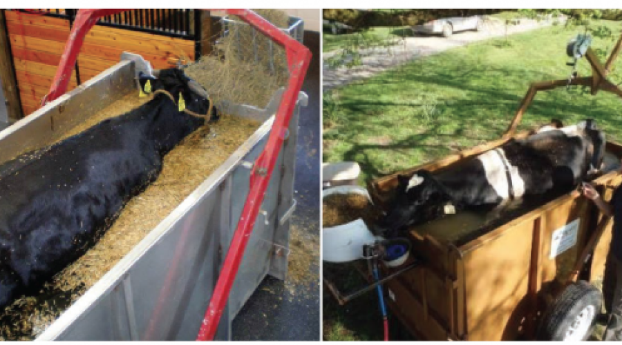 Terapia de flutuação para vacas em decúbito