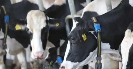 Dia Nacional da Pecuária: pecuária de precisão impulsiona a sucessão familiar e transforma a gestão no campo