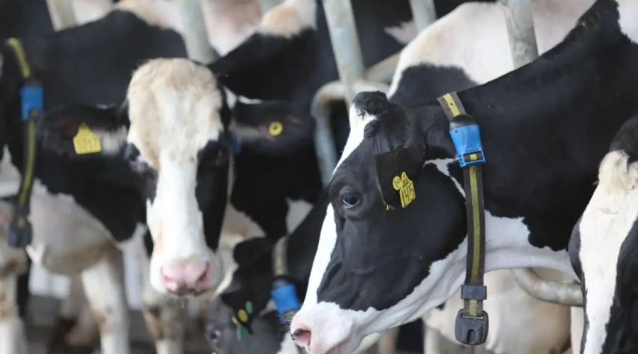 Dia Nacional da Pecuária: pecuária de precisão impulsiona a sucessão familiar e transforma a gestão no campo