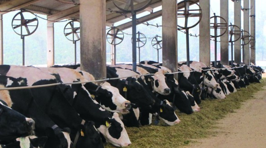 Como a nutrição pode melhorar a função imune e reduzir a ocorrência de doenças