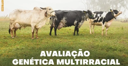 Anuário Leite 2024, da Embrapa Gado de Leite, destaca pesquisas e tecnologias que impulsionam o aumento da produtividade na atividade