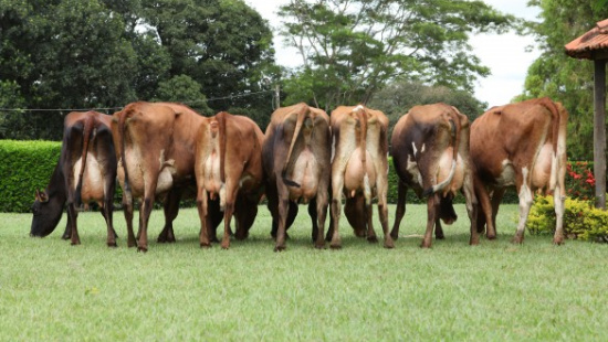 Fazenda São Pedro, maior sistema de produção de leite em pasto do Estado de São Paulo