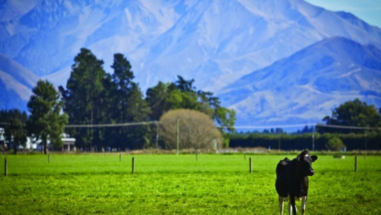 Desvendando a terra do leite