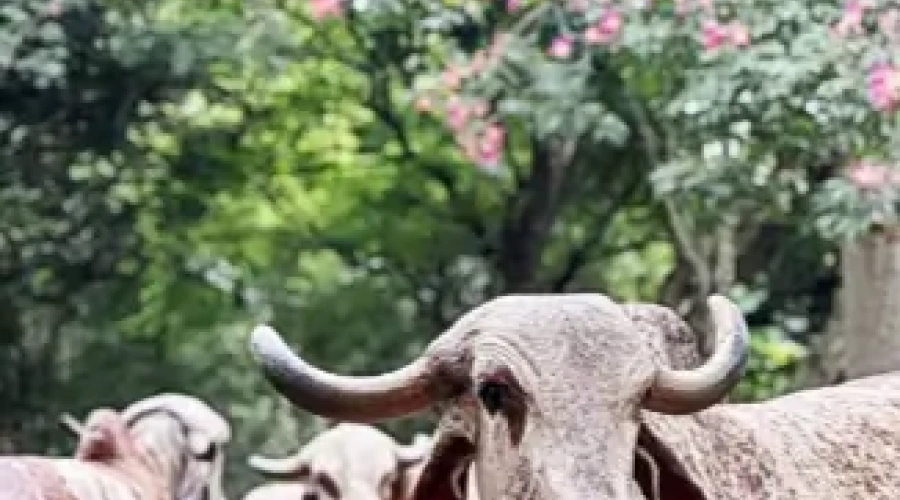 Principais famílias de Gir Leiteiro da Fazendas Basa