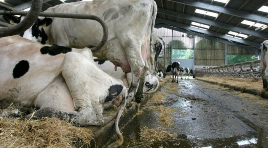 Leptospirose bovina: o que é e como prevenir essa doença