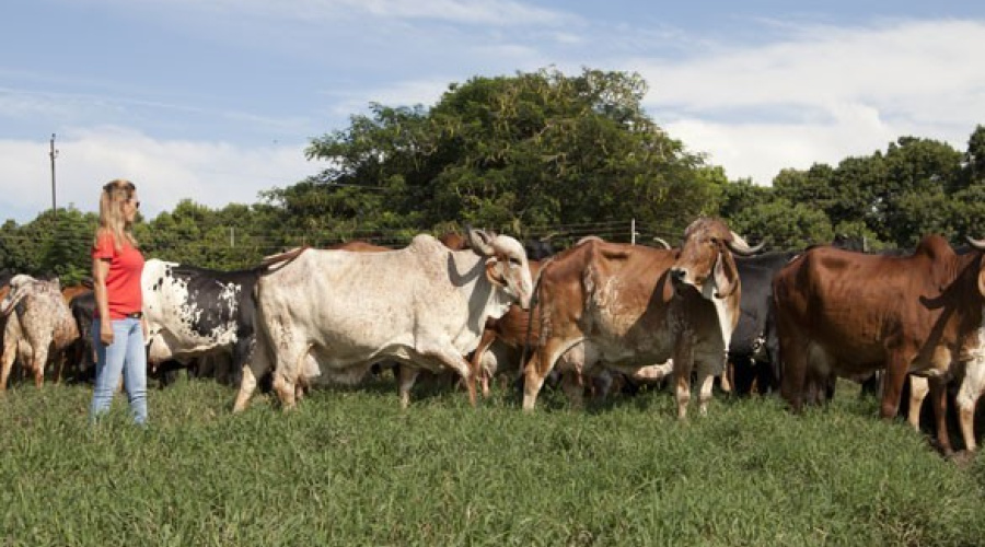 Fazenda Boa Esperança da Serra - Mococa/SP