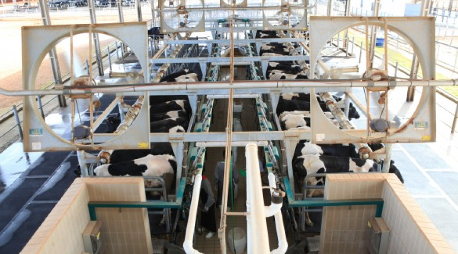 Brasil é o quinto maior produtor de leite do mundo