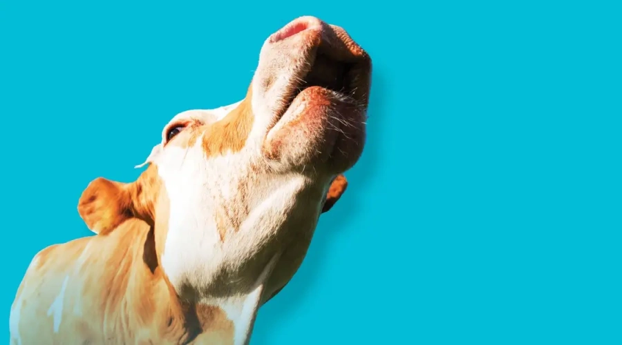 Tecnologia revoluciona o setor leiteiro e otimiza o manejo dos animais