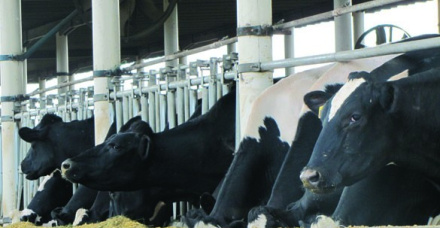 Por que as vacas “pastejam” nos cochos?