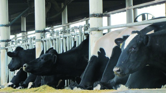 Por que as vacas “pastejam” nos cochos?
