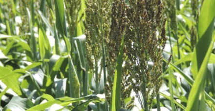 Silagem de sorgo na alimentação de vacas leiteiras