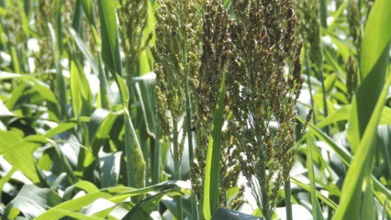 Silagem de sorgo na alimentação de vacas leiteiras