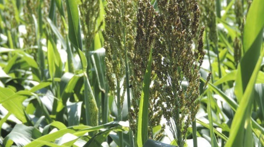 Silagem de sorgo na alimentação de vacas leiteiras