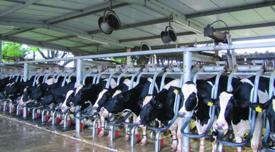 Efeitos do estresse na  reprodução e fertilidade de vacas leiteiras no pós-parto