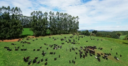 Como a prática e a ciência consolidaram a raça Girolando, que redefiniu a eficiência produtiva no Brasil