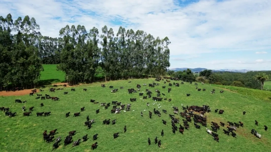 Como a prática e a ciência consolidaram a raça Girolando, que redefiniu a eficiência produtiva no Brasil