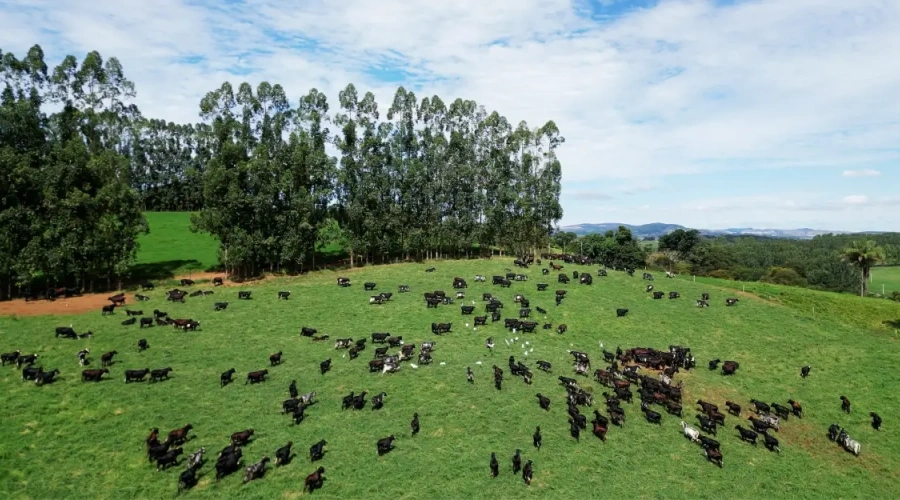 Como a prática e a ciência consolidaram a raça Girolando, que redefiniu a eficiência produtiva no Brasil